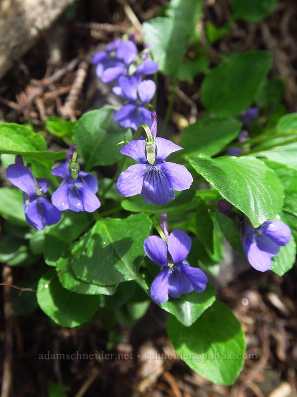 early blue violets (Viola adunca) [Bridal Veil Trail, Uncompaghre National Forest, San Miguel County, Colorado]