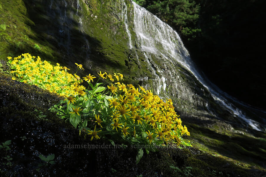 streambank arnica (Arnica lanceolata ssp. prima (Arnica amplexicaulis)) [Walupt Creek Falls, Goat Rocks Wilderness, Lewis County, Washington]