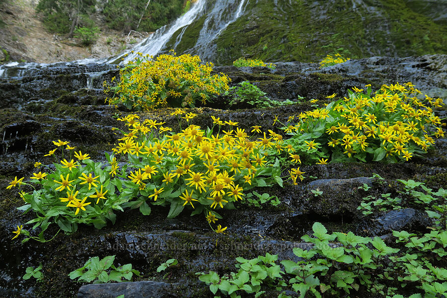 streambank arnica (Arnica lanceolata ssp. prima (Arnica amplexicaulis)) [Walupt Creek Falls, Goat Rocks Wilderness, Washington]