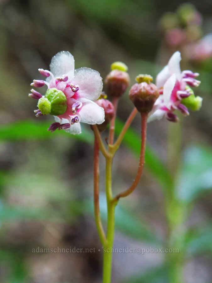pipsissewa (Chimaphila umbellata) [Nannie Ridge Trail, Goat Rocks Wilderness, Lewis County, Washington]