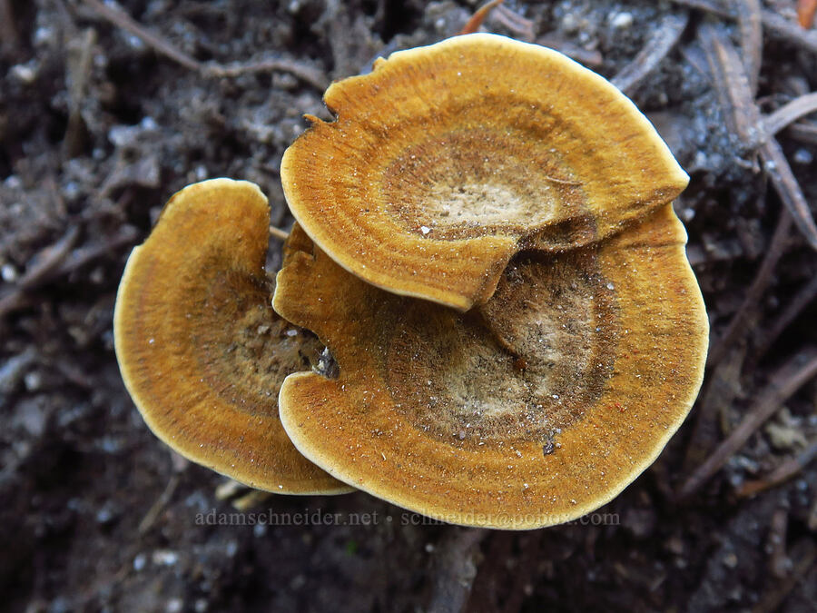 tiger's-eye mushroom (Coltricia perennis) [Nannie Ridge Trail, Goat Rocks Wilderness, Lewis County, Washington]