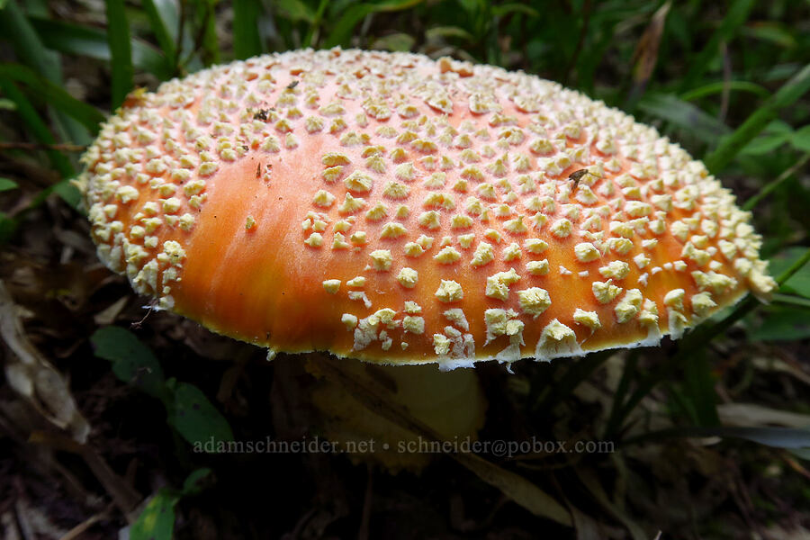 fly agaric mushroom (Amanita muscaria) [Nannie Ridge Trail, Goat Rocks Wilderness, Lewis County, Washington]
