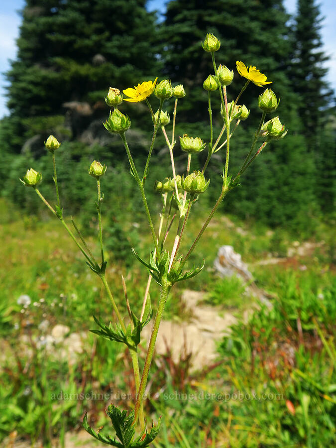 Drummond's cinquefoil (Potentilla drummondii ssp. drummondii) [Nannie Ridge Trail, Goat Rocks Wilderness, Lewis County, Washington]