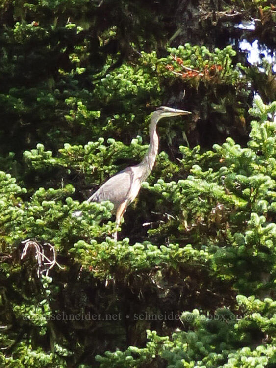 great blue heron in a Douglas-fir tree (Ardea herodias, Pseudotsuga menziesii) [Nannie Ridge Trail, Goat Rocks Wilderness, Lewis County, Washington]