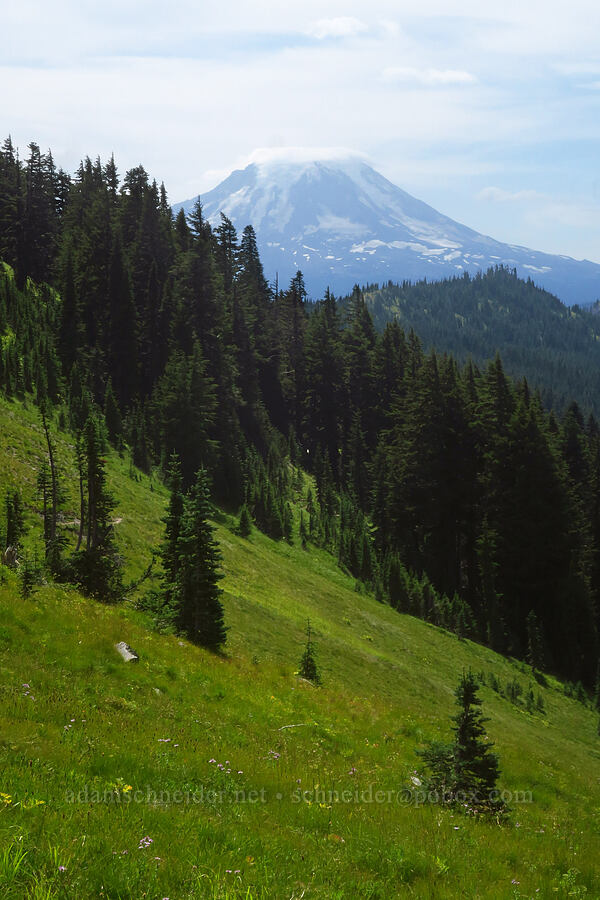 subalpine meadows & Mt. Adams [Pacific Crest Trail, Goat Rocks Wilderness, Lewis County, Washington]
