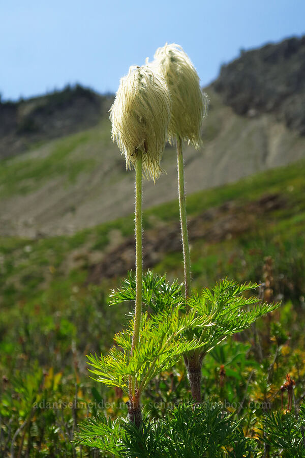 western pasqueflower seed-heads (Anemone occidentalis (Pulsatilla occidentalis)) [Pacific Crest Trail, Goat Rocks Wilderness, Washington]