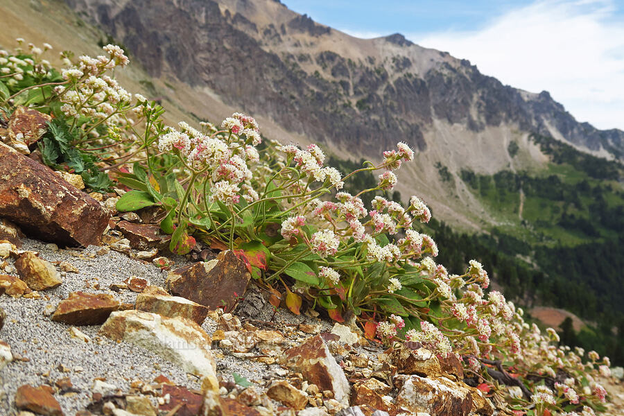 alpine buckwheat (Eriogonum pyrolifolium) [Cispus Pass, Goat Rocks Wilderness, Yakima County, Washington]