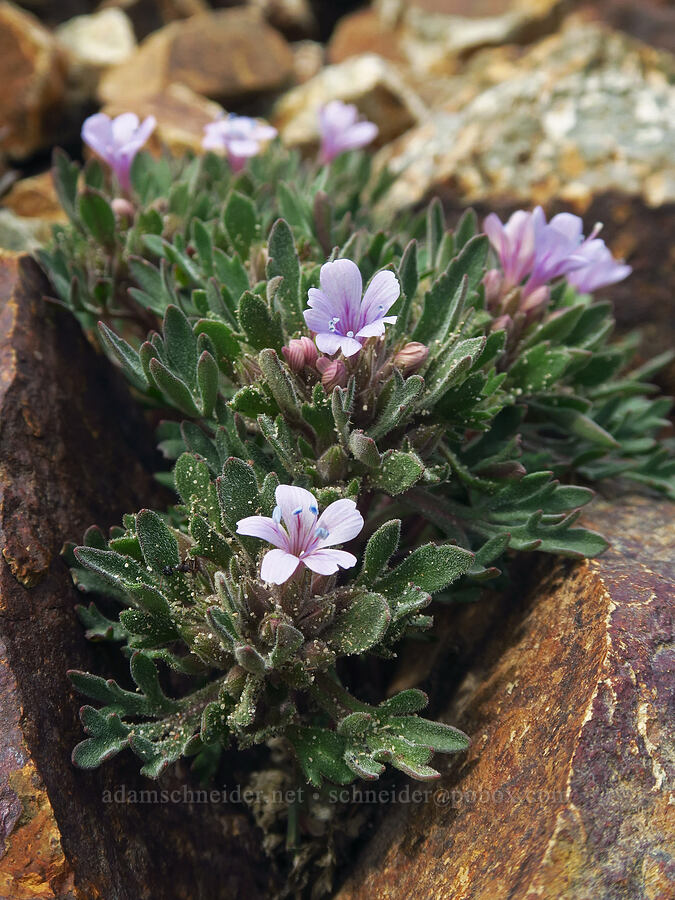talus collomia (Collomia larsenii) [Cispus Pass, Goat Rocks Wilderness, Yakima County, Washington]