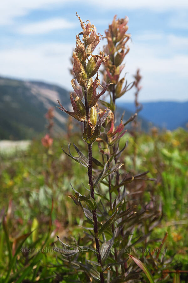 magenta paintbrush, fading (Castilleja parviflora var. oreopola) [Pacific Crest Trail, Goat Rocks Wilderness, Yakima County, Washington]