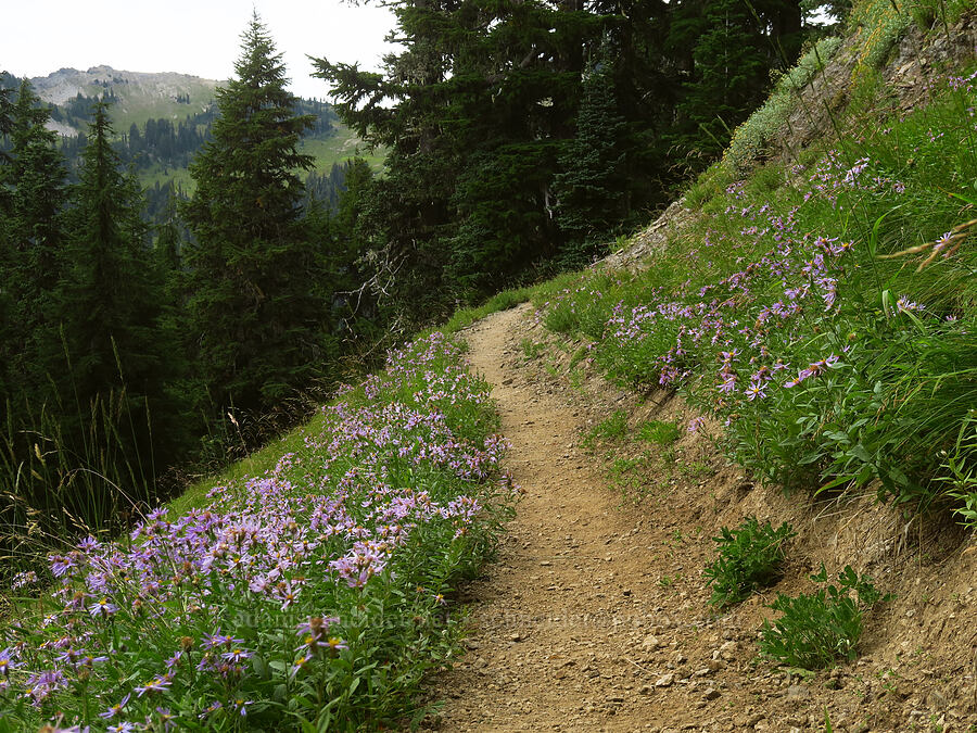 Cascade asters (Eucephalus ledophyllus (Aster ledophyllus)) [Pacific Crest Trail, Goat Rocks Wilderness, Lewis County, Washington]