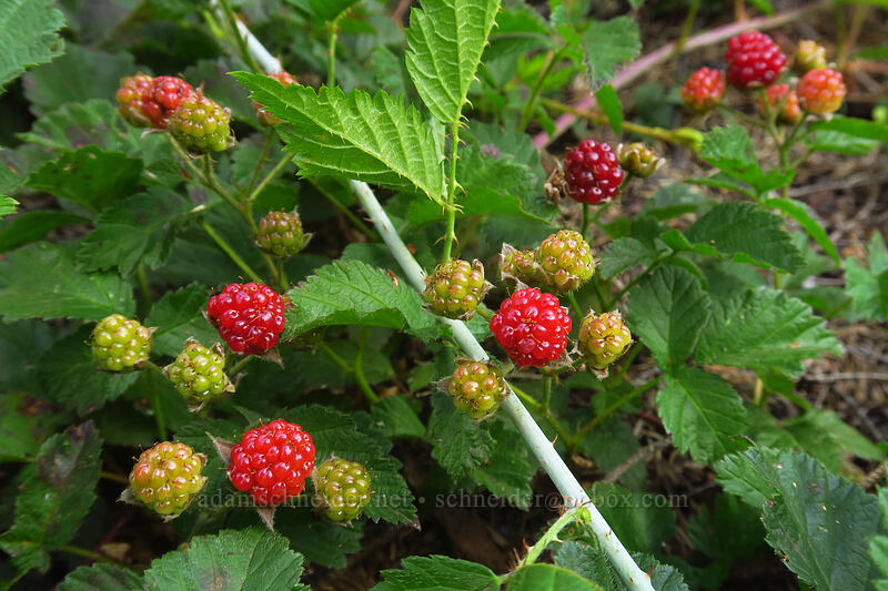trailing blackberries (Rubus ursinus) [Whitewater Trail, Mt. Jefferson Wilderness, Marion County, Oregon]