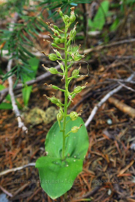 northwestern twayblade (Neottia banksiana (Listera caurina)) [Whitewater Trail, Mt. Jefferson Wilderness, Marion County, Oregon]