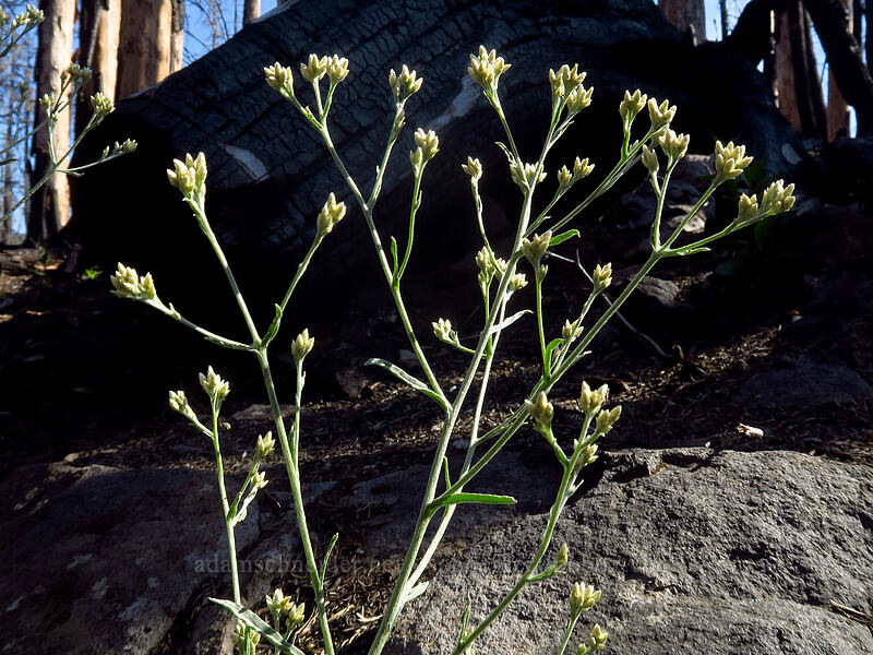 slender cudweed (Pseudognaphalium thermale (Gnaphalium canescens var. thermale)) [Whitewater Trail, Mt. Jefferson Wilderness, Oregon]