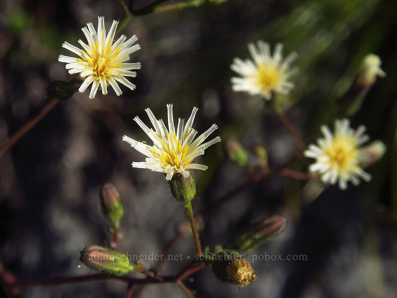 white hawkweed (Hieracium albiflorum) [Whitewater Trail, Mt. Jefferson Wilderness, Marion County, Oregon]