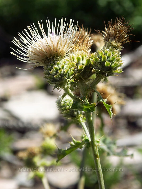 fringe-bract thistle (Cirsium remotifolium var. odontolepis) [Whitewater Trail, Mt. Jefferson Wilderness, Marion County, Oregon]