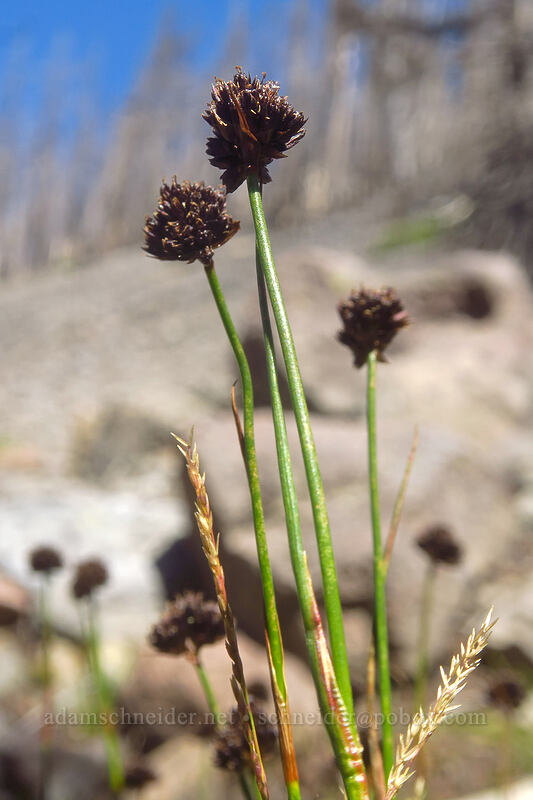 Mertens' rush (Juncus mertensianus) [Whitewater Trail, Mt. Jefferson Wilderness, Marion County, Oregon]