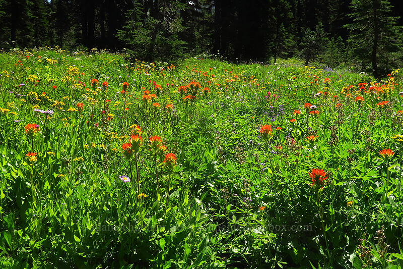 wildflowers [Pacific Crest Trail, Mt. Jefferson Wilderness, Marion County, Oregon]