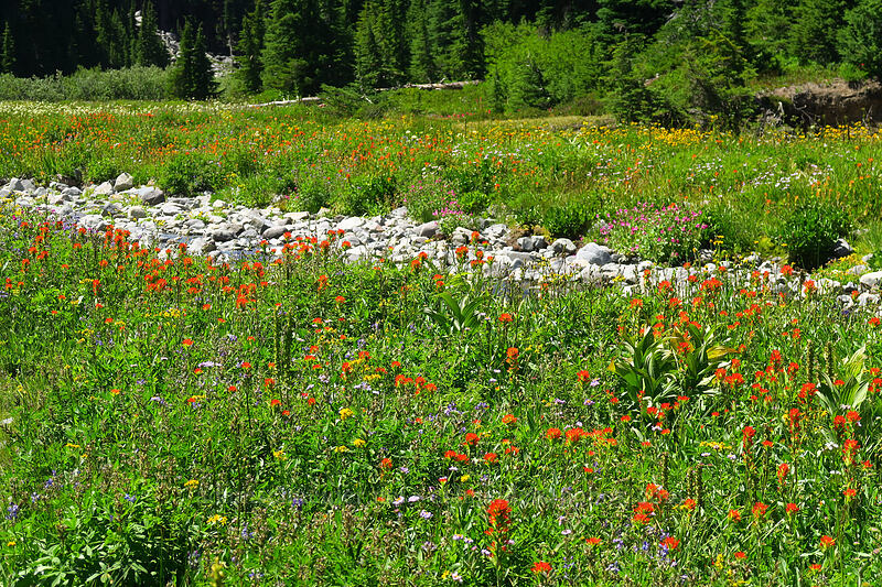 wildflowers [Jefferson Park, Mt. Jefferson Wilderness, Marion County, Oregon]