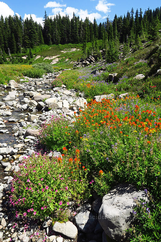 wildflowers [South Breitenbush River, Mt. Jefferson Wilderness, Oregon]