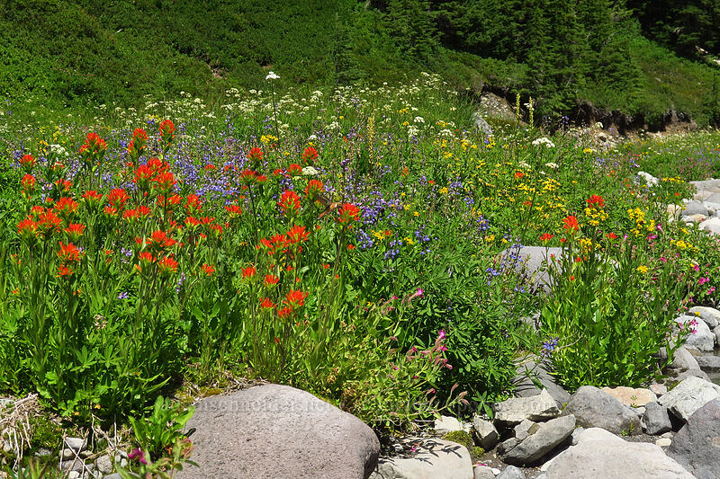 wildflowers [South Breitenbush River, Mt. Jefferson Wilderness, Marion County, Oregon]