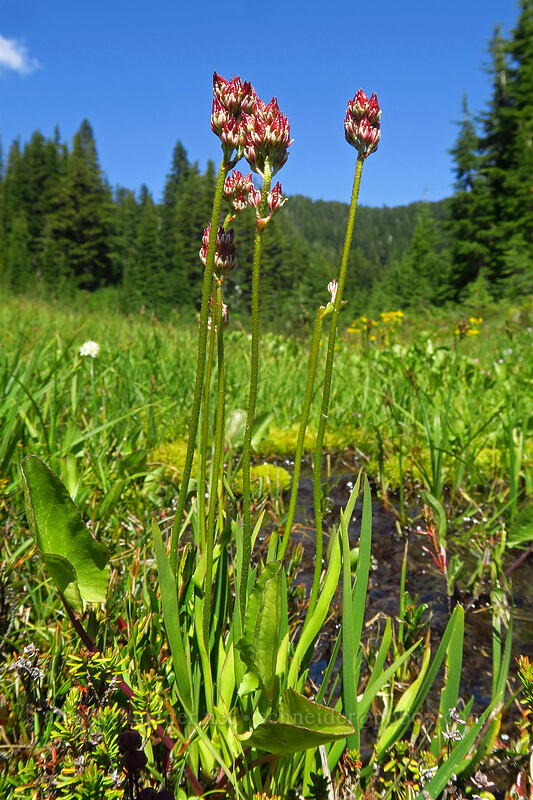 western false asphodel seeds (Triantha occidentalis ssp. brevistyla (Tofieldia glutinosa var. brevistyla)) [South Breitenbush River, Mt. Jefferson Wilderness, Marion County, Oregon]