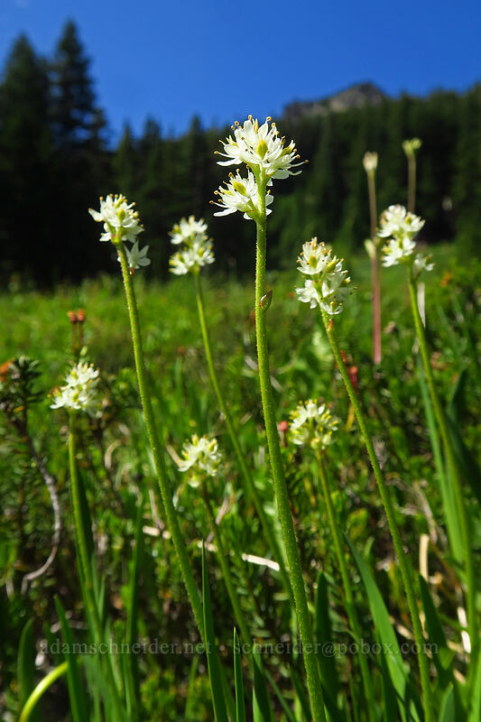 western false asphodel (Triantha occidentalis ssp. brevistyla (Tofieldia glutinosa var. brevistyla)) [South Breitenbush River, Mt. Jefferson Wilderness, Oregon]