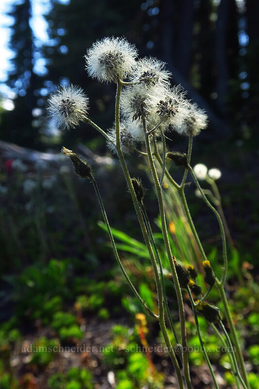 slender hawkweed (Hieracium gracile (Hieracium triste)) [Pacific Crest Trail, Mt. Jefferson Wilderness, Marion County, Oregon]