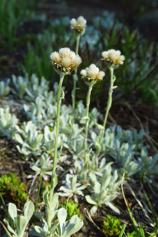 Rocky Mountain pussy-toes (Antennaria media) [Pacific Crest Trail, Mt. Jefferson Wilderness, Marion County, Oregon]
