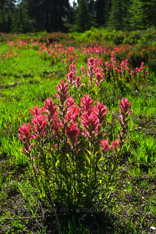 magenta paintbrush (Castilleja parviflora var. oreopola) [Jefferson Park, Mt. Jefferson Wilderness, Oregon]