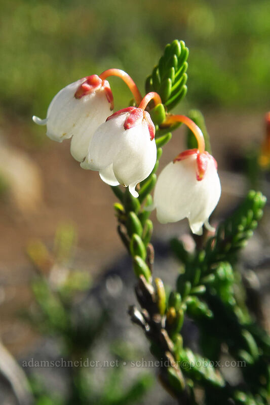 white mountain heather (Cassiope mertensiana) [Jefferson Park, Mt. Jefferson Wilderness, Oregon]