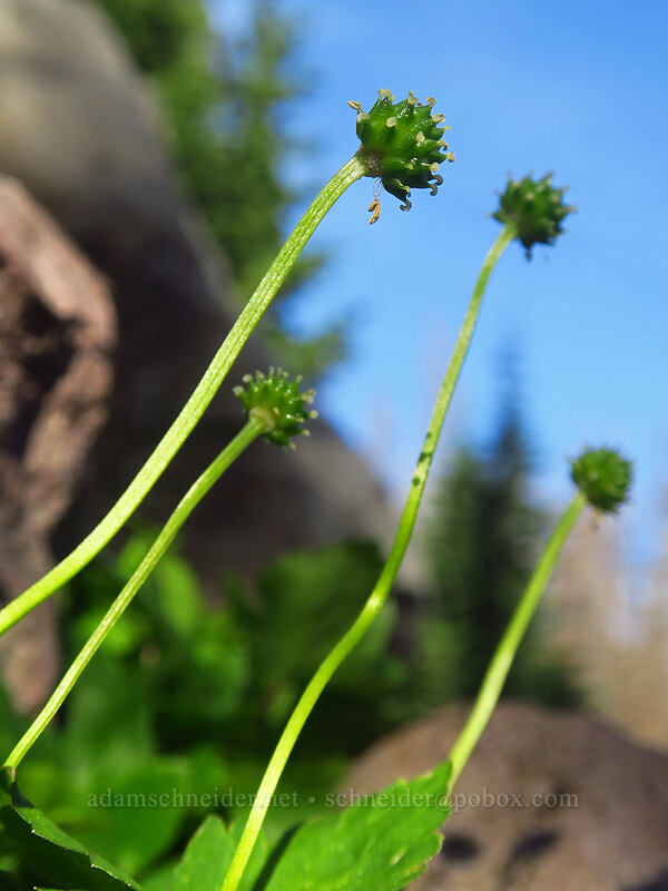 Columbia windflower seed pods (Anemone deltoidea (Anemonastrum deltoideum)) [Whitewater Trail, Mt. Jefferson Wilderness, Marion County, Oregon]
