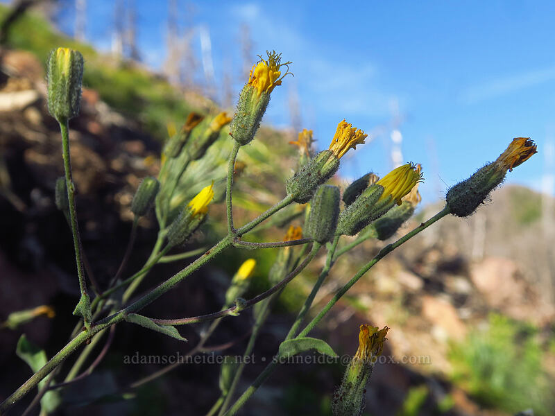 Scouler's hawkweed (Hieracium scouleri (Pilosella scouleri)) [Whitewater Trail, Mt. Jefferson Wilderness, Marion County, Oregon]