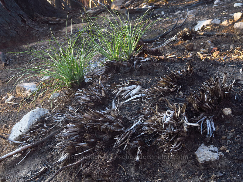 burned beargrass (Xerophyllum tenax) [Whitewater Trail, Mt. Jefferson Wilderness, Marion County, Oregon]