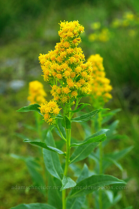 goldenrod (Solidago elongata) [Mt. Hood Meadows, Mt. Hood National Forest, Hood River County, Oregon]