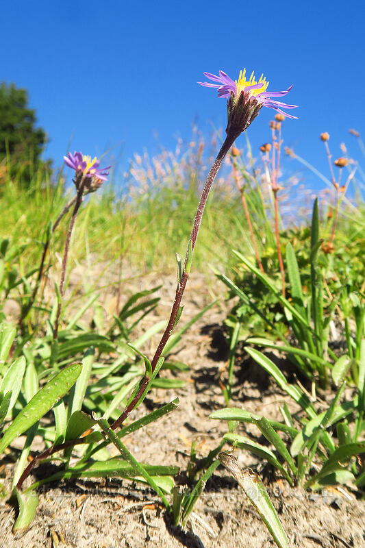 tundra aster (Oreostemma alpigenum var. alpigenum (Aster alpigenus)) [Timberline Trail, Mt. Hood National Forest, Hood River County, Oregon]