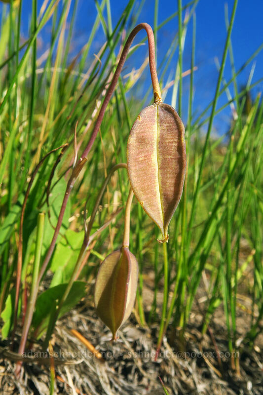 subalpine mariposa lily seed pod (Calochortus subalpinus) [Timberline Trail, Mt. Hood National Forest, Hood River County, Oregon]