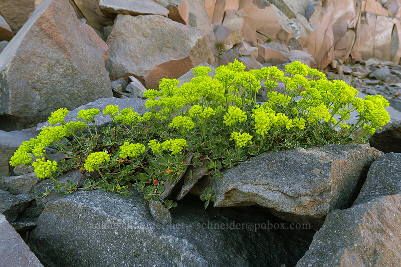 Haussknecht's buckwheat (Eriogonum umbellatum var. haussknechtii (Eriogonum haussknechtii)) [Newton Clark Ridge, Mt. Hood Wilderness, Hood River County, Oregon]