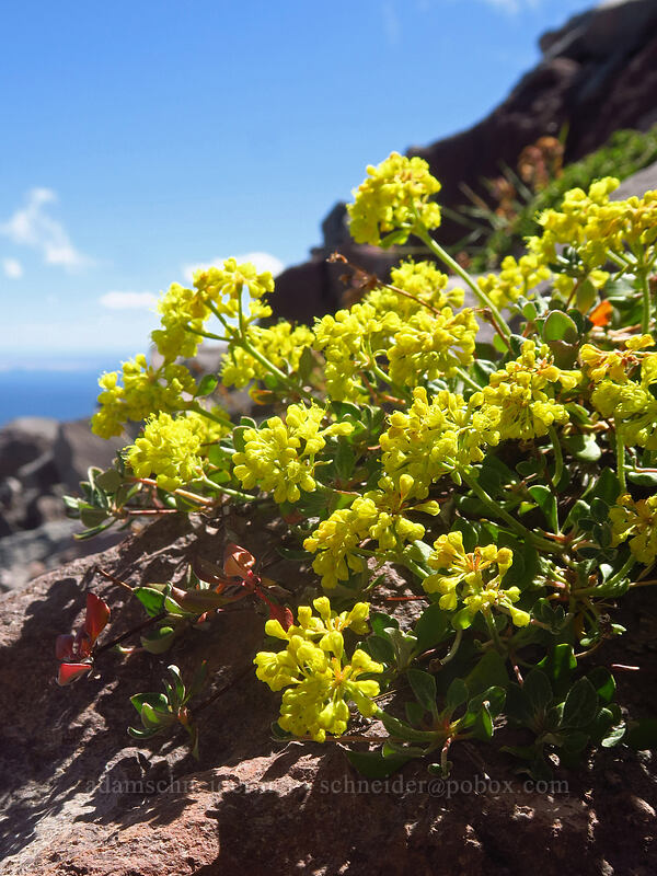 buckwheat (Eriogonum sp.) [Newton Clark Ridge, Mt. Hood Wilderness, Hood River County, Oregon]