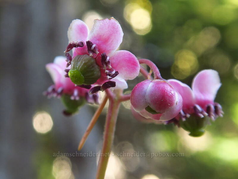 pipsissewa (Chimaphila umbellata) [Newton Clark Ridge, Mt. Hood Wilderness, Hood River County, Oregon]