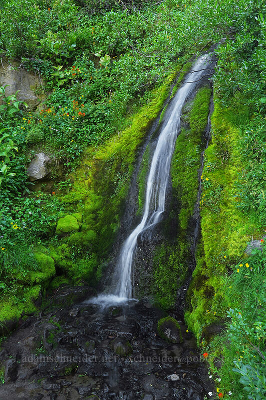 trailside waterfall [Heather Canyon, Mt. Hood National Forest, Hood River County, Oregon]