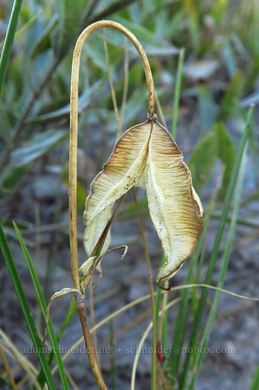 subalpine mariposa lily seed pod (Calochortus subalpinus) [Timberline Trail, Mt. Hood National Forest, Hood River County, Oregon]