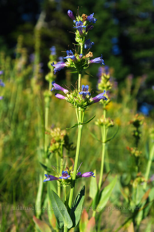 glaucous penstemon (Penstemon euglaucus) [Mt. Hood Meadows, Mt. Hood National Forest, Hood River County, Oregon]