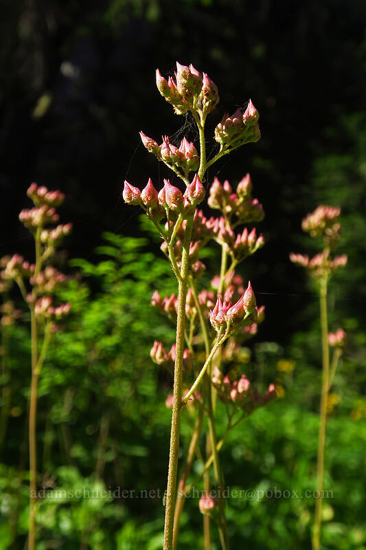 leather-leaf saxifrage (Leptarrhena pyrolifolia (Saxifraga pyrolifolia)) [Mowich Lake Trailhead, Mount Rainier National Park, Pierce County, Washington]