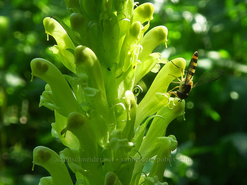 bracted lousewort & a thin-tailed flower fly (Pedicularis bracteosa, Meliscaeva cinctella) [Spray Park Trail, Mount Rainier National Park, Pierce County, Washington]