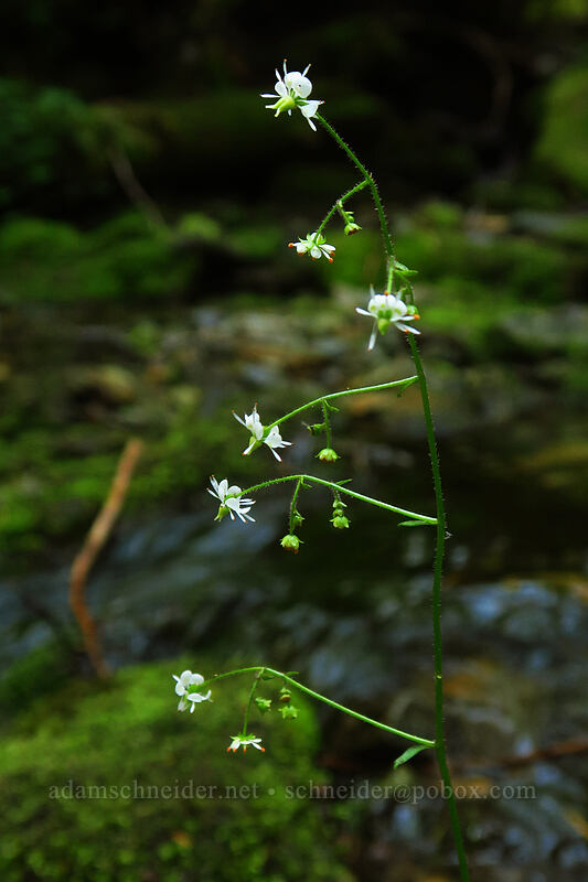 brook saxifrage (Micranthes odontoloma (Saxifraga odontoloma)) [Spray Park Trail, Mount Rainier National Park, Pierce County, Washington]
