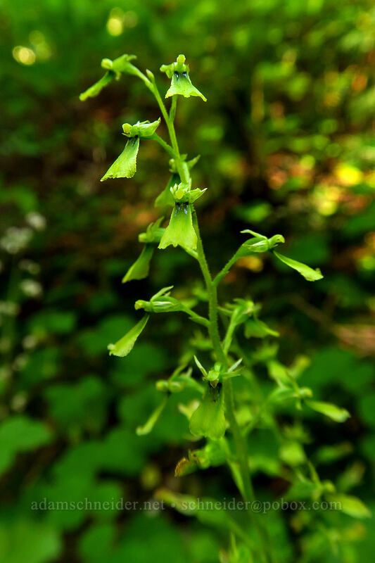 northwestern twayblade (Neottia banksiana (Listera caurina)) [Spray Park Trail, Mount Rainier National Park, Pierce County, Washington]
