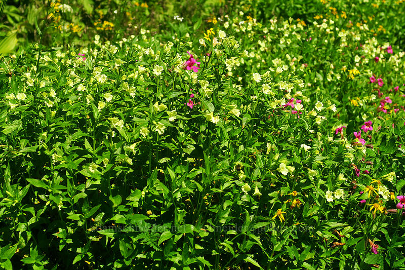 yellow willow-herb & Lewis' monkeyflower (Epilobium luteum, Erythranthe lewisii (Mimulus lewisii)) [Spray Park Trail, Mount Rainier National Park, Pierce County, Washington]