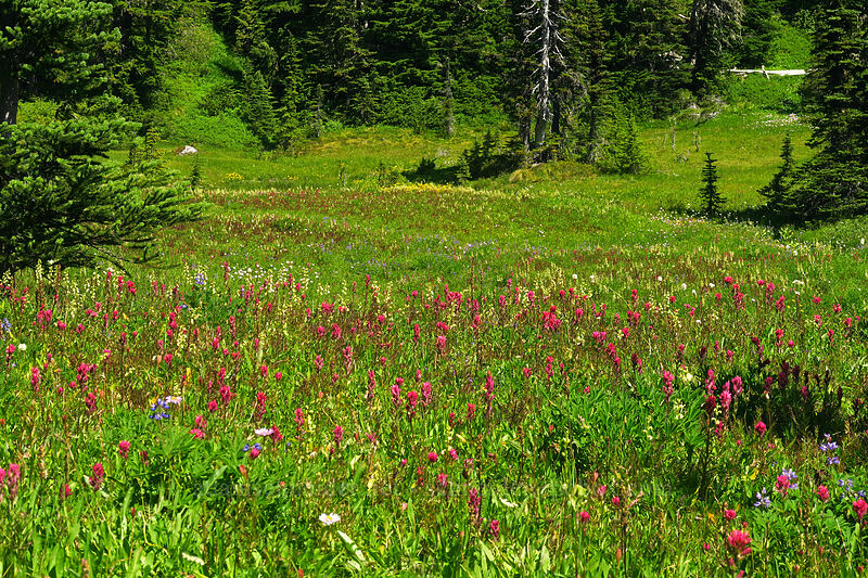 wildflowers (Castilleja parviflora var. oreopola, Pedicularis contorta, Erigeron glacialis var. glacialis) [Spray Park, Mount Rainier National Park, Washington]