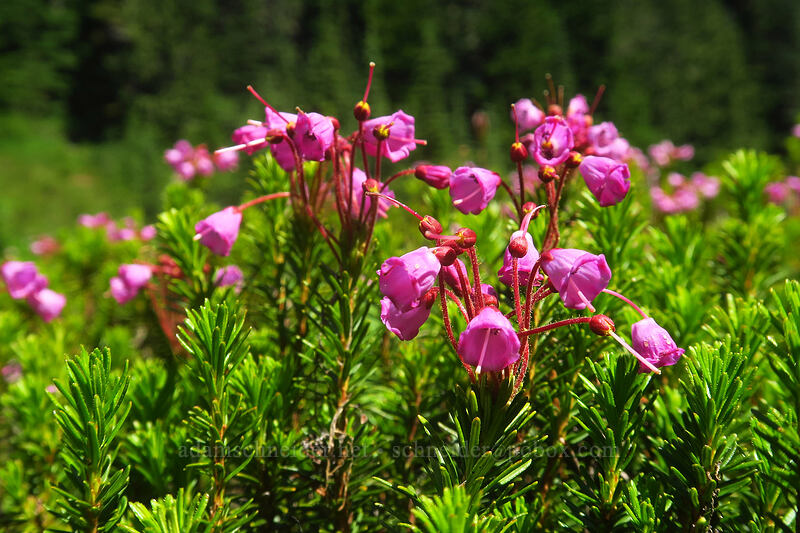 pink mountain heather (Phyllodoce empetriformis) [Spray Park Trail, Mount Rainier National Park, Pierce County, Washington]