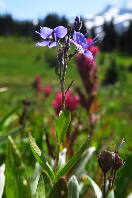 Cusick's speedwell (Veronica cusickii) [Spray Park, Mount Rainier National Park, Pierce County, Washington]
